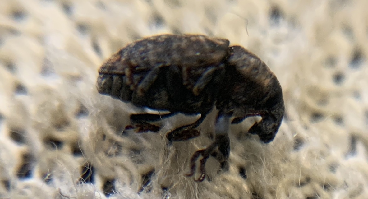 Larinus obtusus - imola-púderbarkó