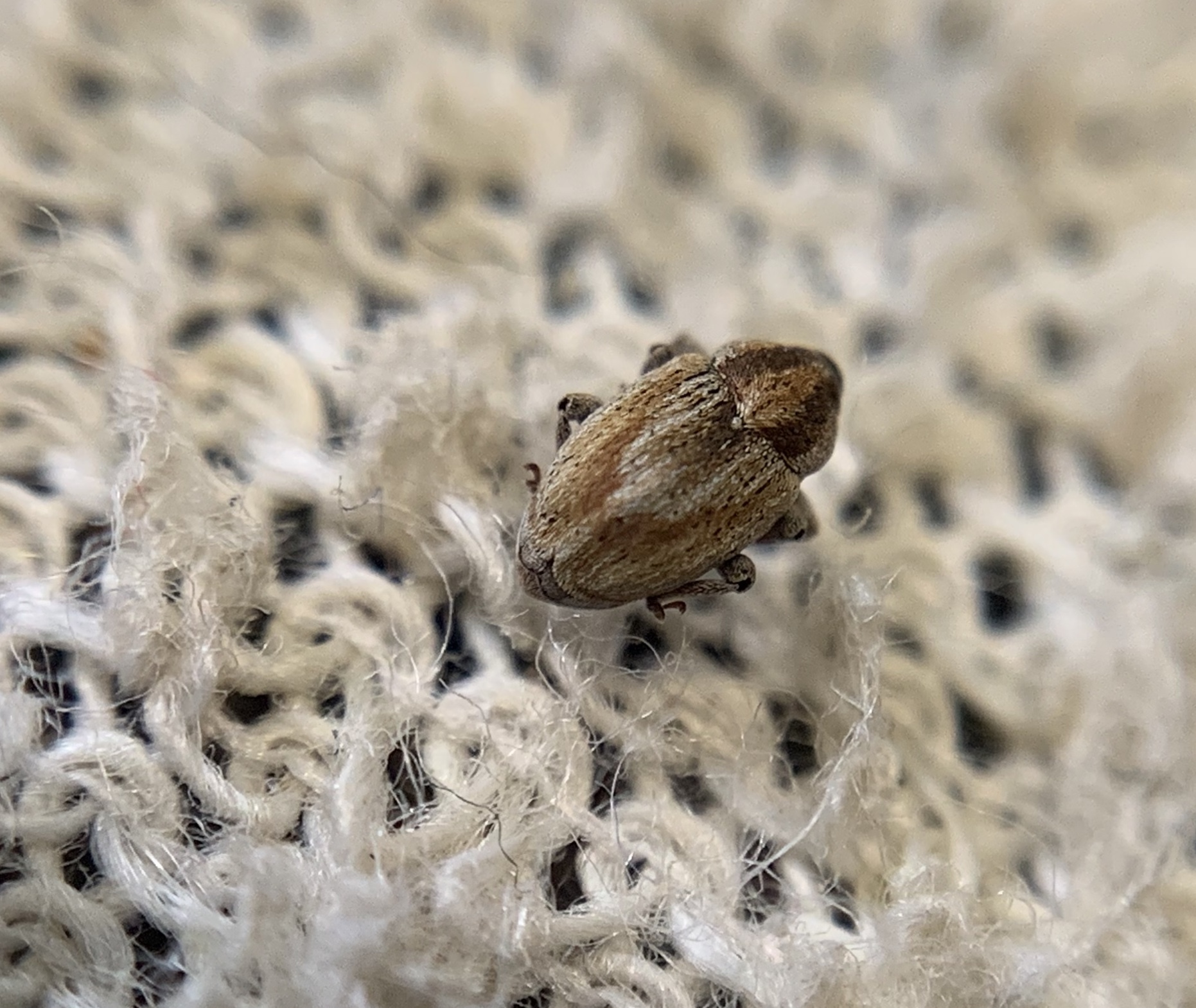 Sibinia femoralis - foltos habszegfűormányos