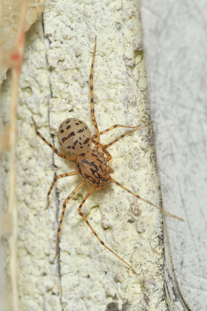Scytodes thoracica - közönséges csupaszpók