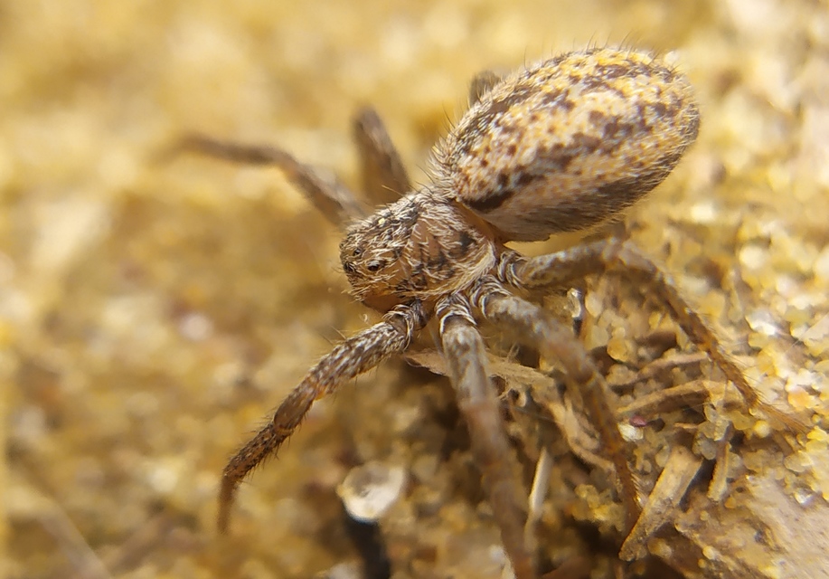 Thanatus striatus