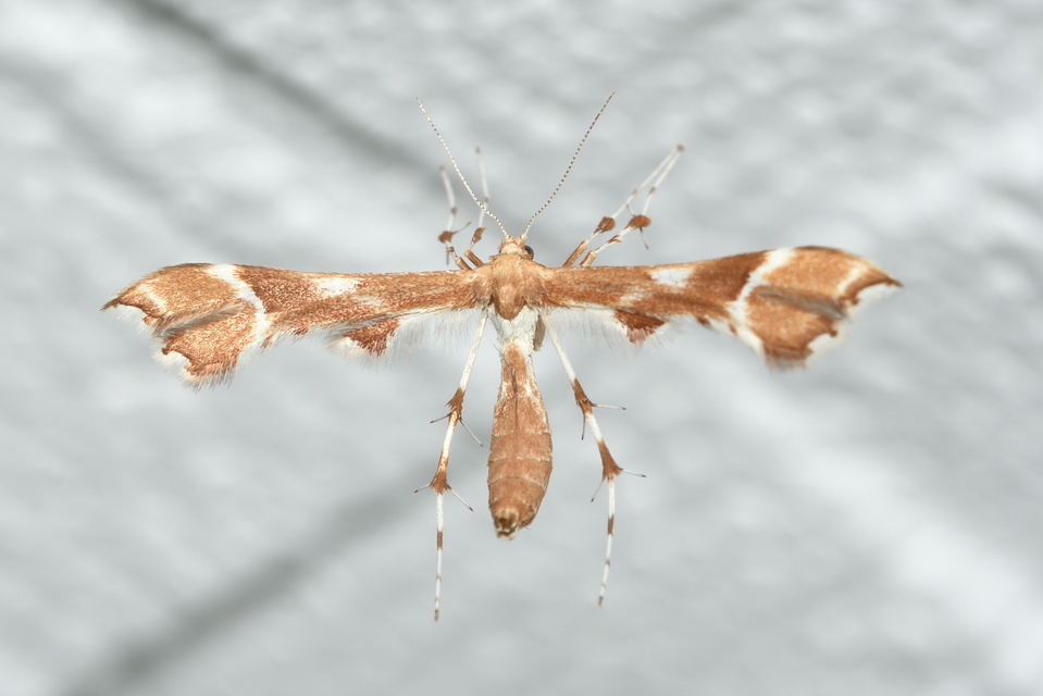 Cnaemidophorus rhododactyla - rózsabogyó-tollasmoly