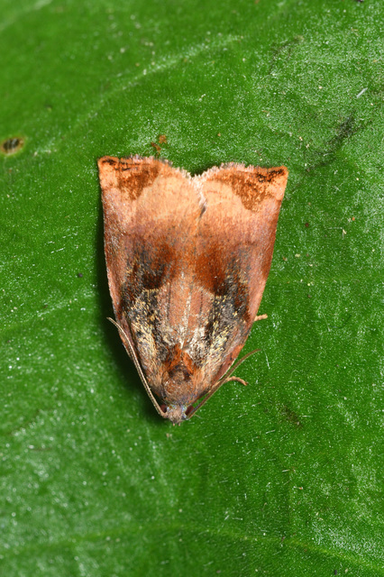 Archips podana - dudvarágó sodrómoly