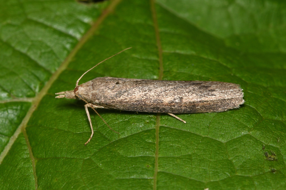Lamoria zelleri - koldusmoly