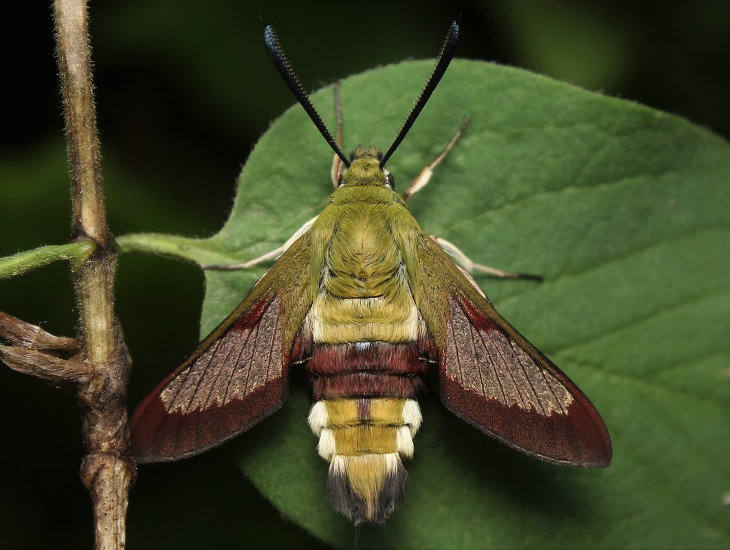 Hemaris fuciformis - dongószender