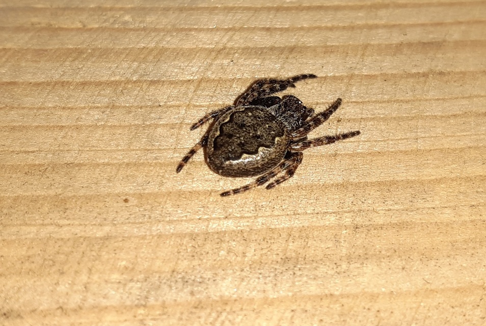 Nuctenea umbratica - közönséges rés-keresztespók
