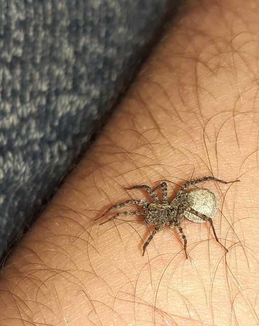 Pardosa hortensis