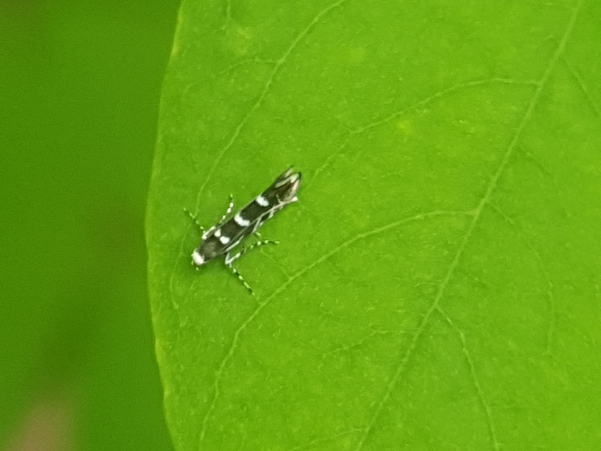 Parectopa robiniella - akáclevél-hólyagosmoly