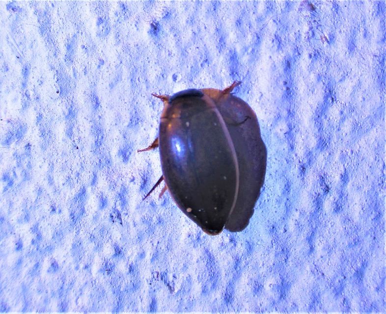 Rhantus