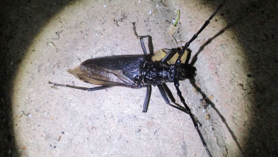 Cerambyx cerdo - nagy hőscincér