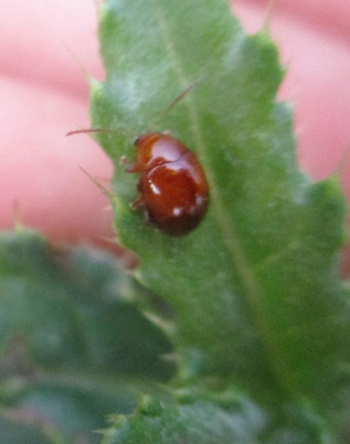Sphaeroderma testaceum - tojásdad bogáncs-földibolha