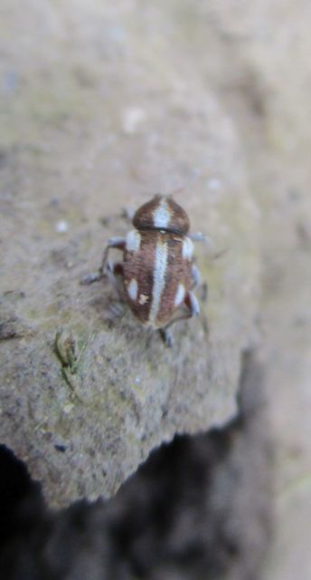 Tychius quinquepunctatus - borsó-tímárormányos