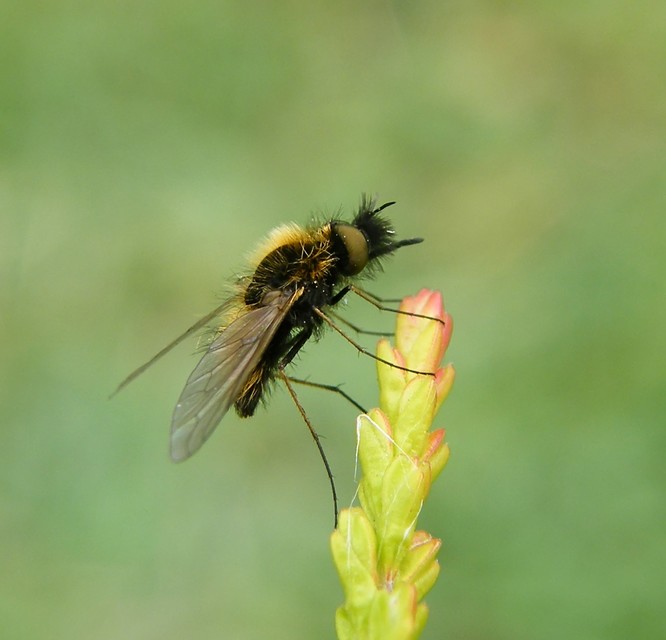 Bombylisoma nigriceps