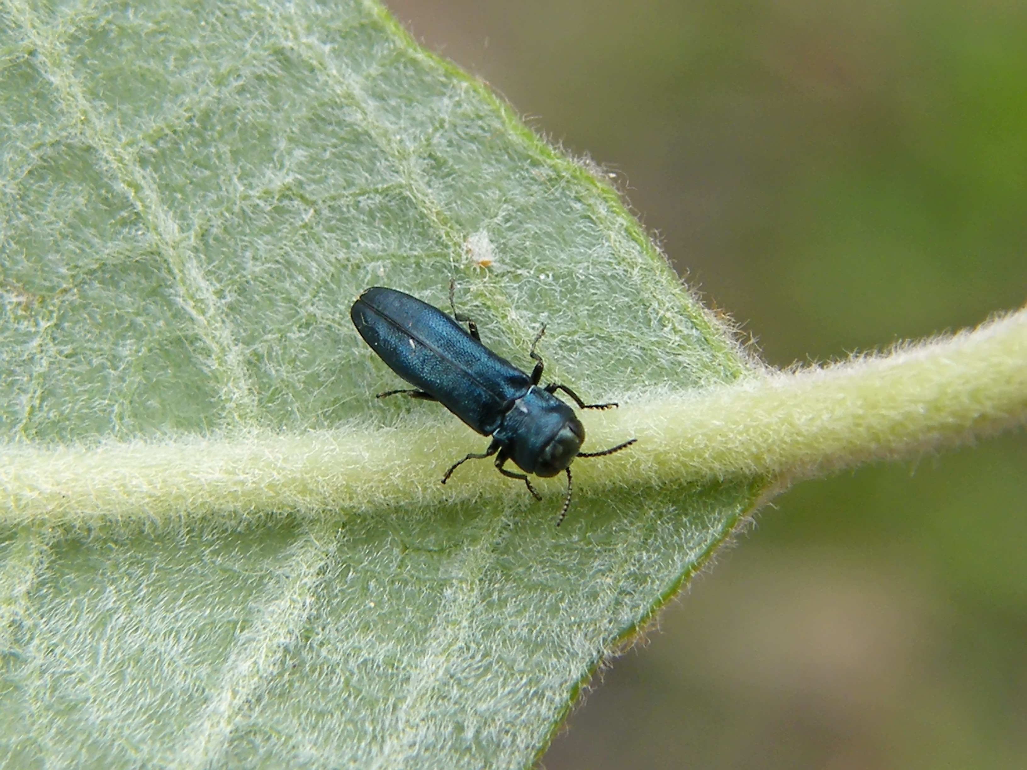 Agrilus delphinensis - kosárfűz-karcsúdíszbogár
