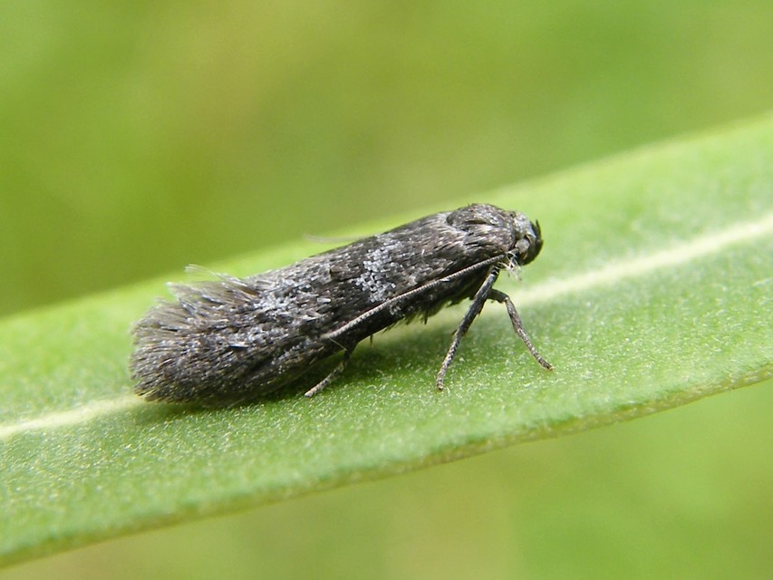 Elachista