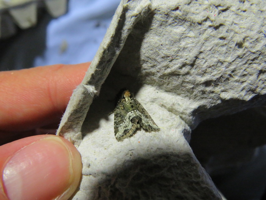 Oligia strigilis - kormos dudvabagoly