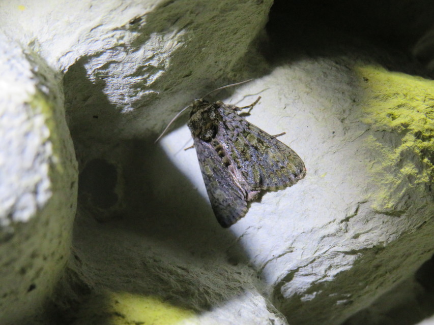 Craniophora ligustri - fagyalbagoly