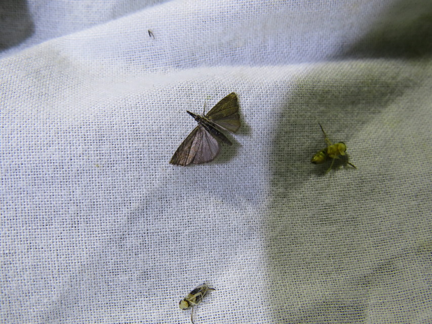 Platytes cerussella - törpe fűgyökérmoly