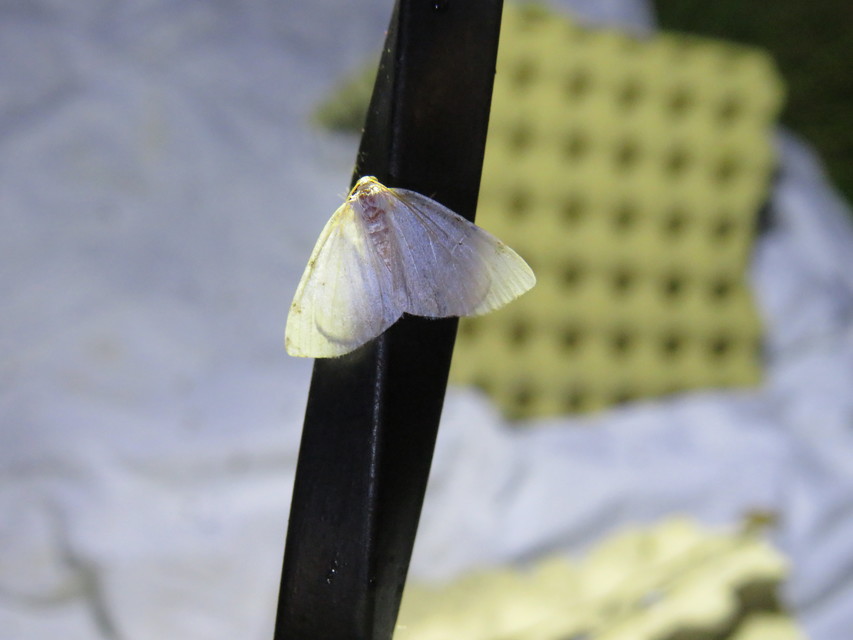 Lomographa bimaculata - kétpontos fehéraraszoló
