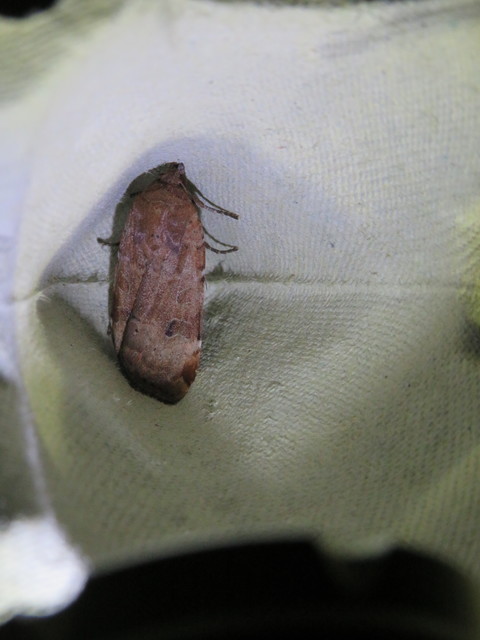 Noctua interposita - köztes sárgafűbagoly