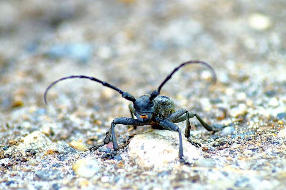 Morimus asper funereus - gyászcincér
