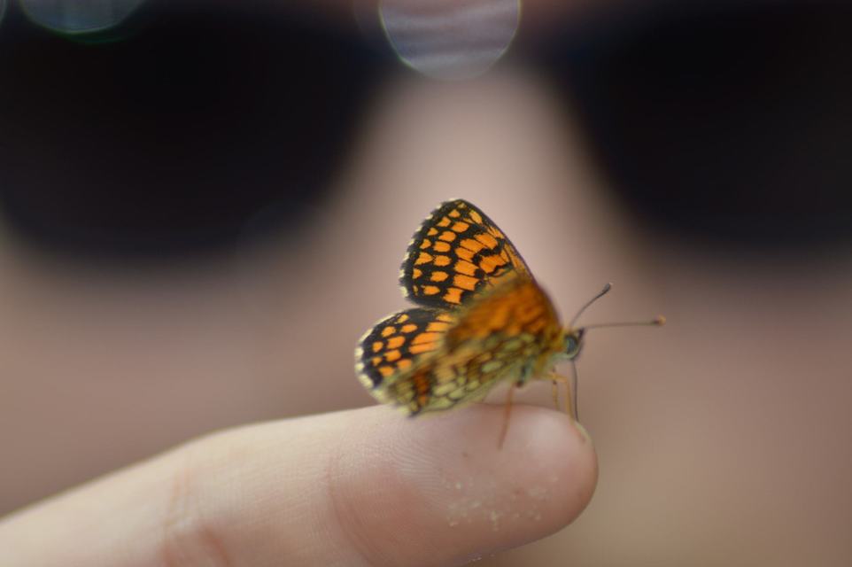Melitaea athalia - közönséges tarkalepke