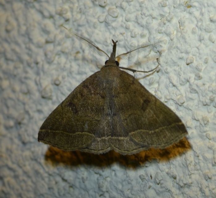 Pechipogo plumigeralis - tollascsápú karcsúbagoly