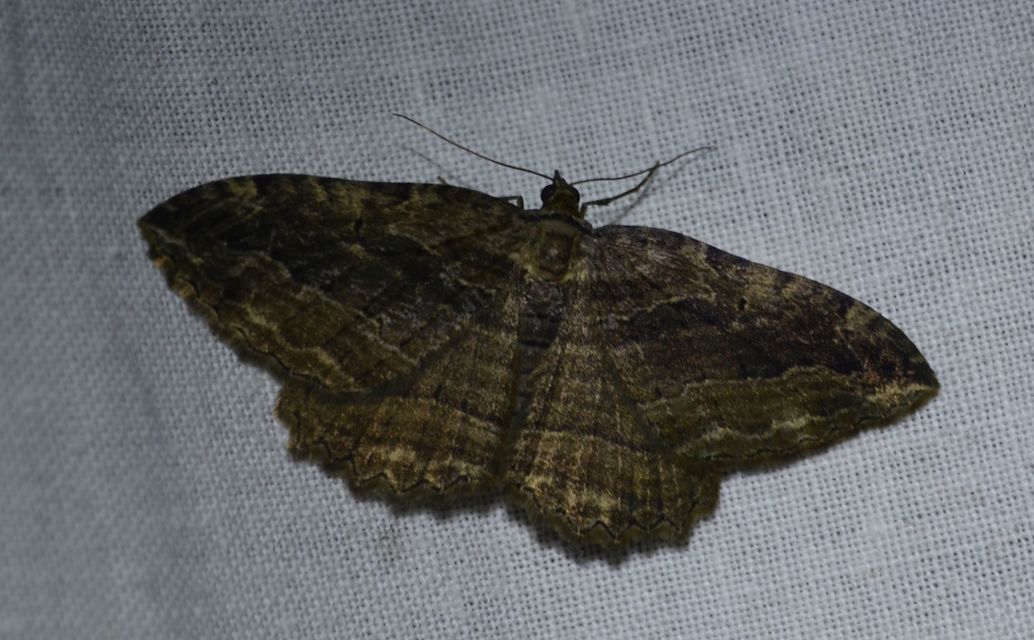 Philereme transversata - varjútövis-araszoló
