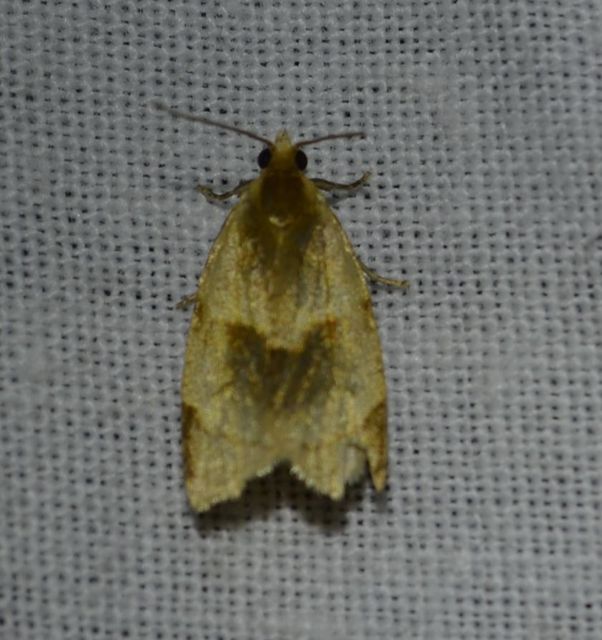 Clepsis rurinana - fakó sodrómoly