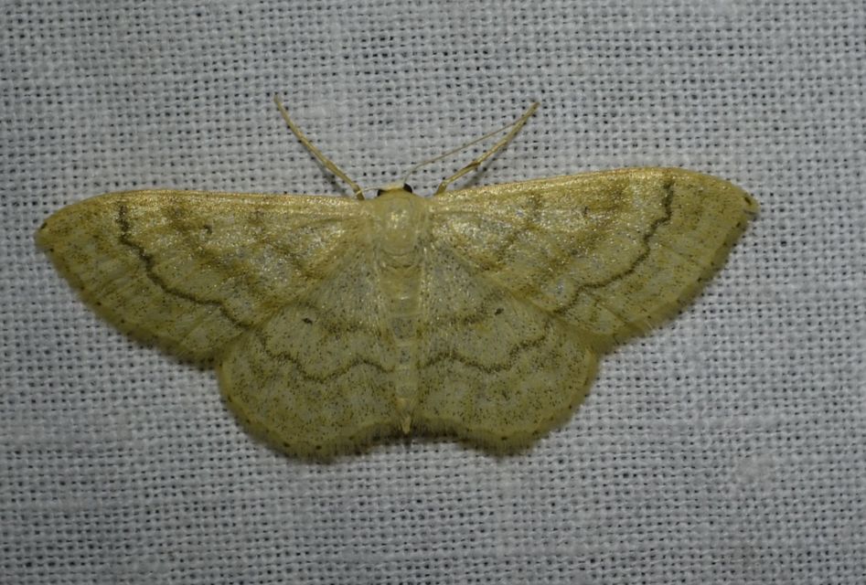 Idaea deversaria - egyszínű sávosaraszoló