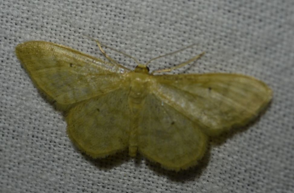 Idaea fuscovenosa - szürkeszélű apróaraszoló