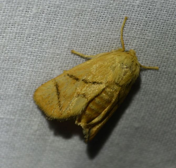 Apoda limacodes - kagylólepke