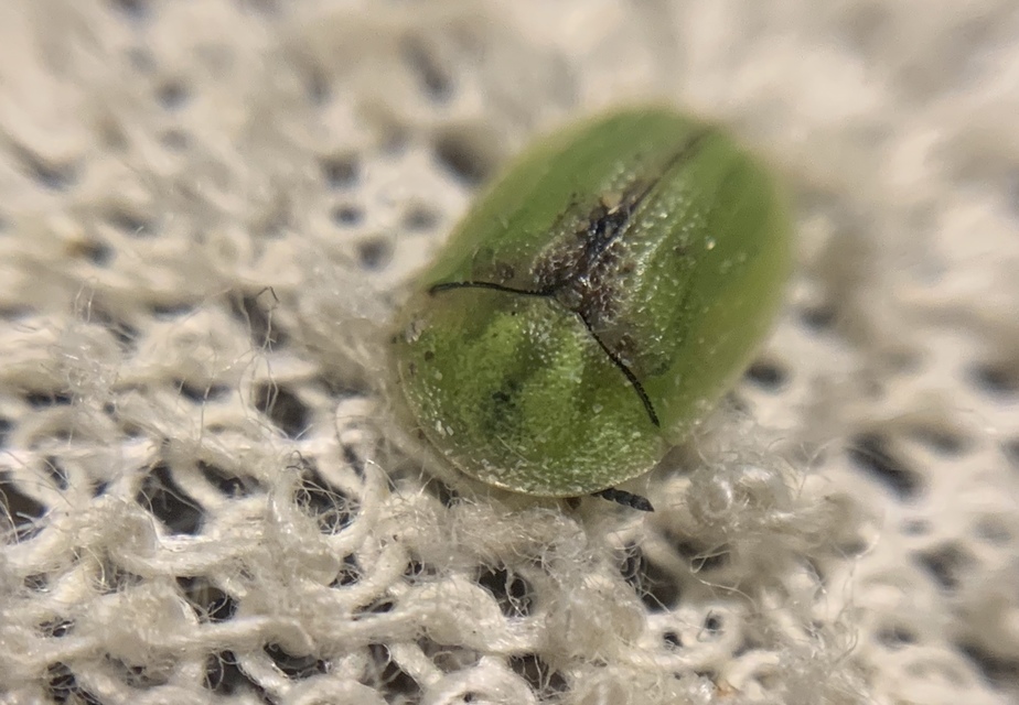 Cassida