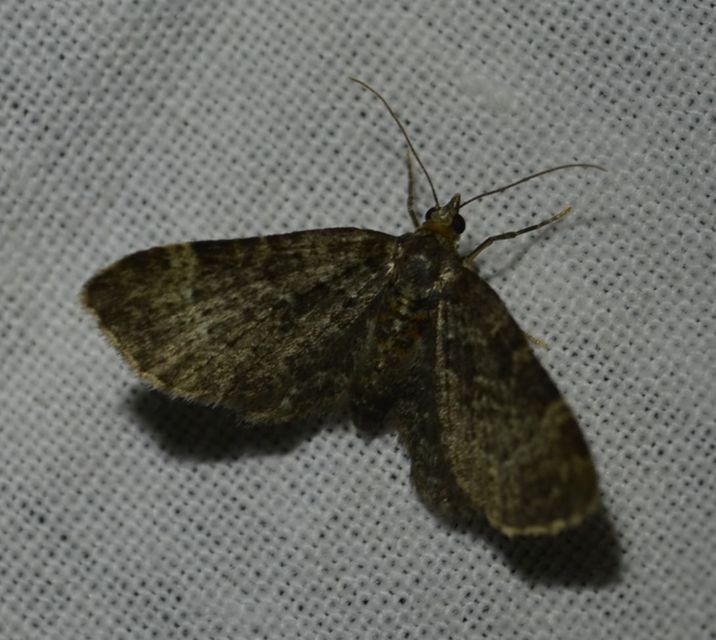 Pasiphila chloerata - hamvas törpearaszoló