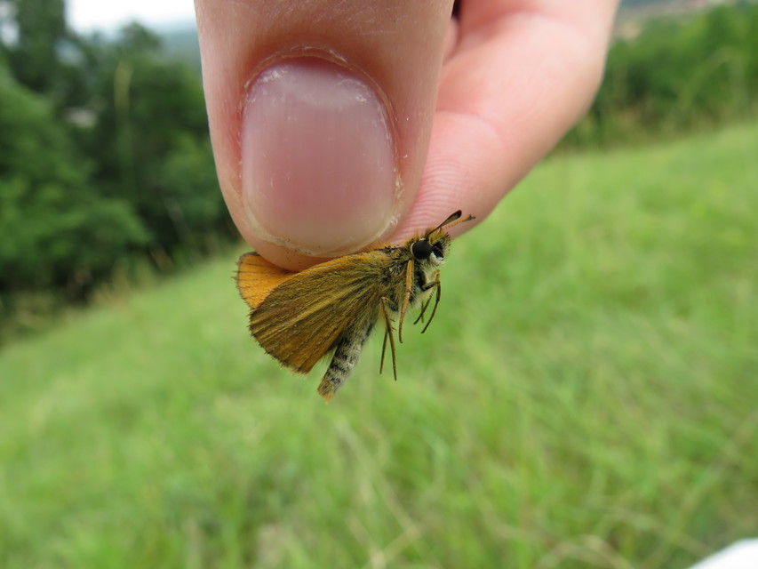 Thymelicus lineola - vonalas busalepke