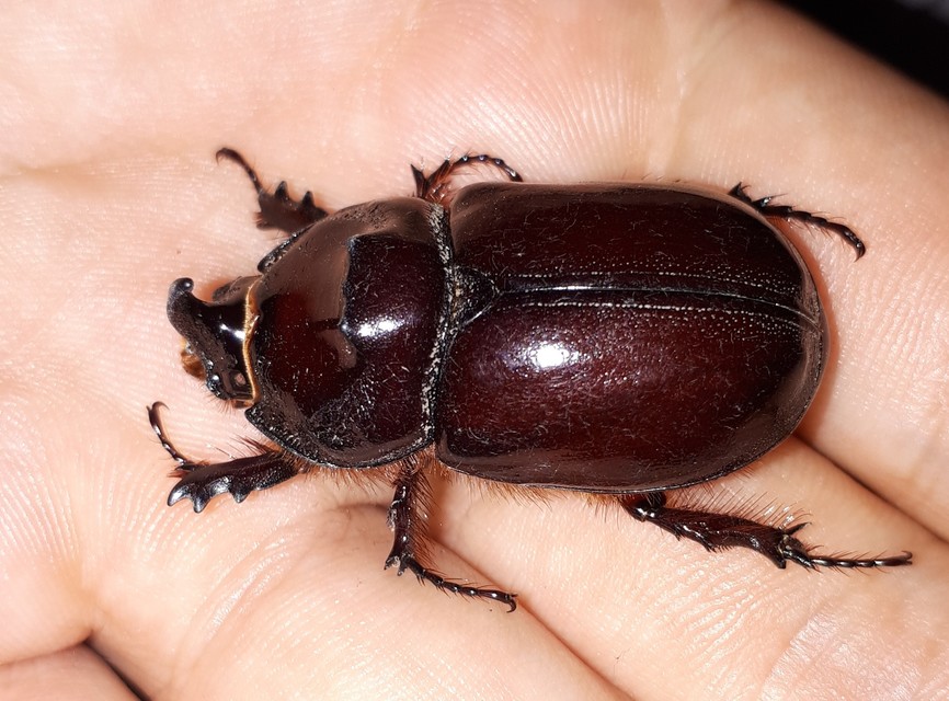 Oryctes nasicornis - orrszarvú bogár