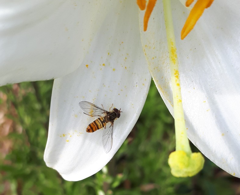 Episyrphus balteatus - ékfoltos zengőlégy