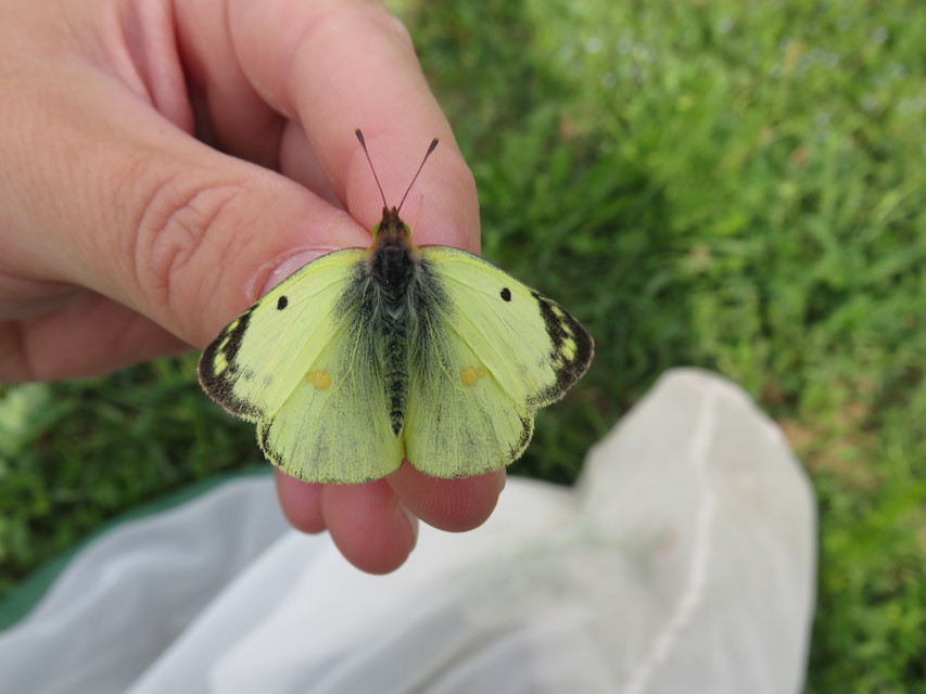 Colias hyale/alfacariensis