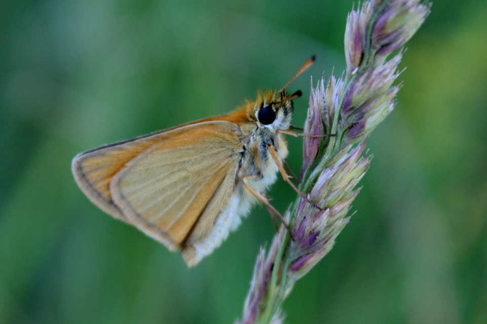 Thymelicus lineola - vonalas busalepke