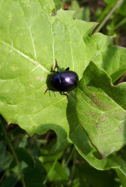 Chrysolina sturmi - vöröslábú levelész