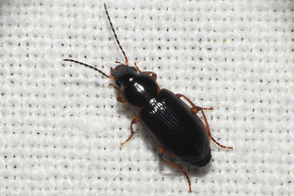 Stenolophus mixtus - közönséges turzásfutó