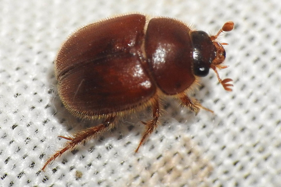Ochodaeus chrysomeloides - alkonyati homoktúróbogár Ochodaeus chrysomeloides - alkonyati homoktúróbogár