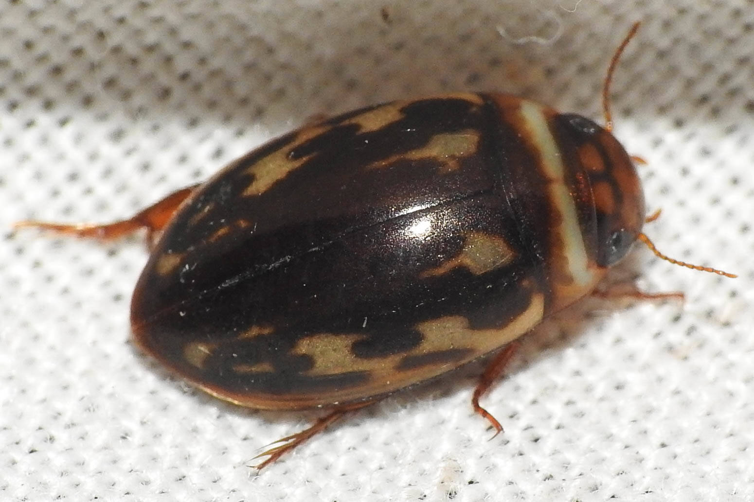 Platambus maculatus - tarka csíkbogár