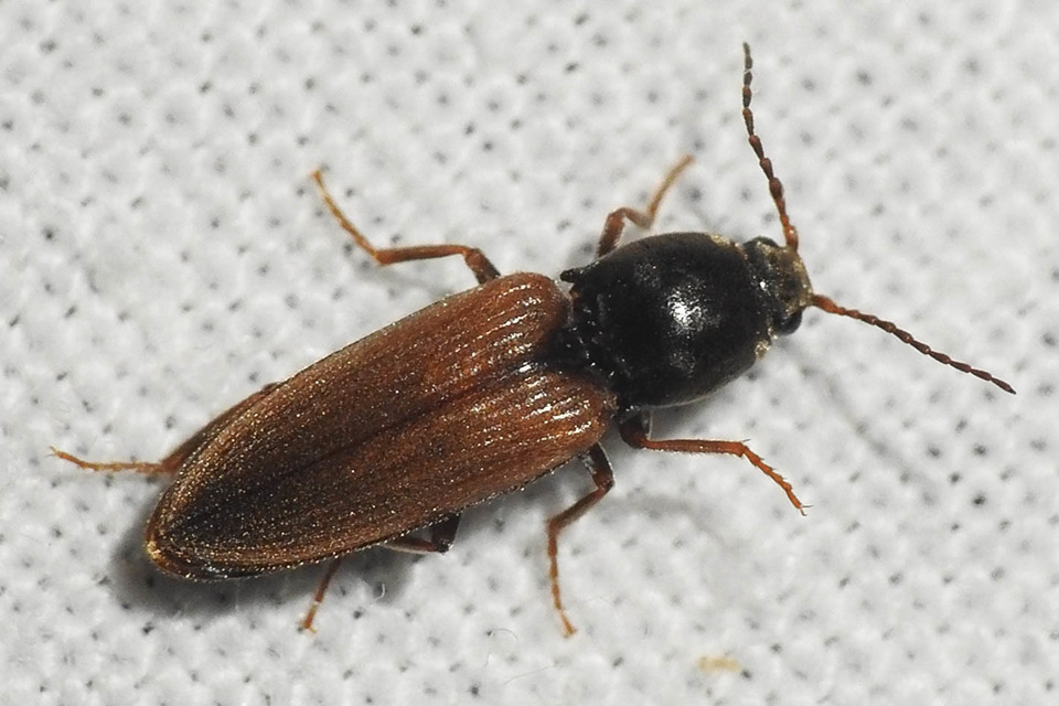 Dicronychus cinereus - szürke szívespattanó