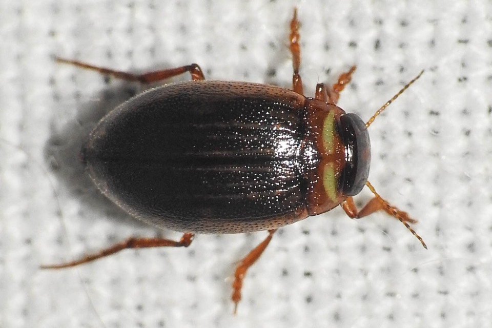 Hygrotus impressopunctatus - barázdás aprócsíkbogár