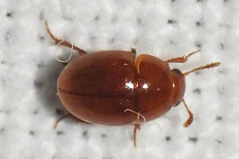 Leiodidae - pecebogárfélék Leiodidae - pecebogárfélék