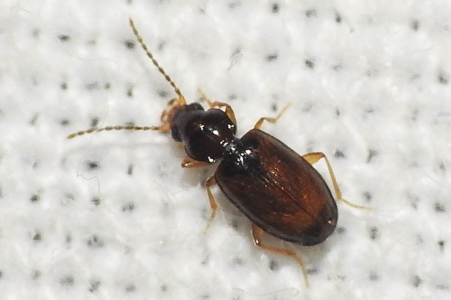 Tachys bistriatus - közönséges martfutó
