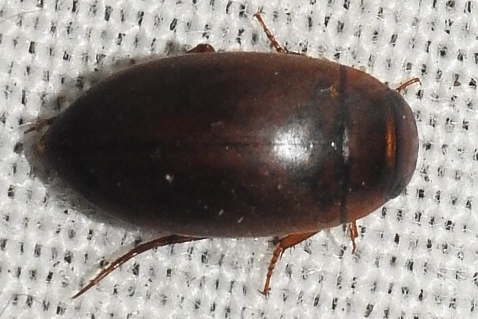 Liopterus haemorrhoidalis - rozsdás csíkbogár Liopterus haemorrhoidalis - rozsdás csíkbogár