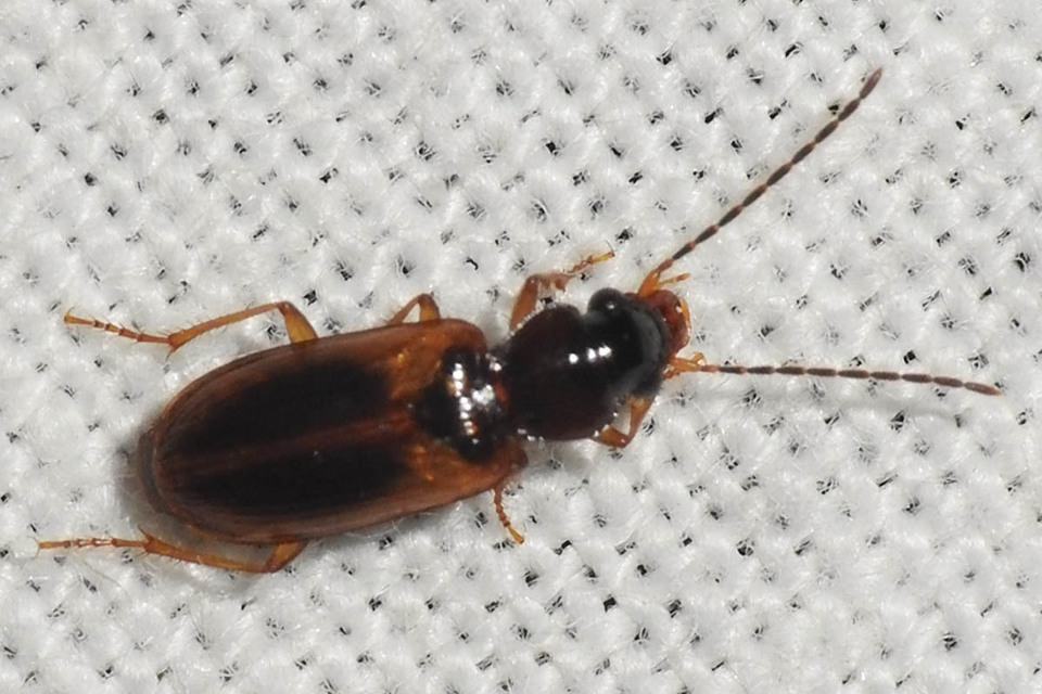 Anthracus consputus - nyerges kisdedfutó