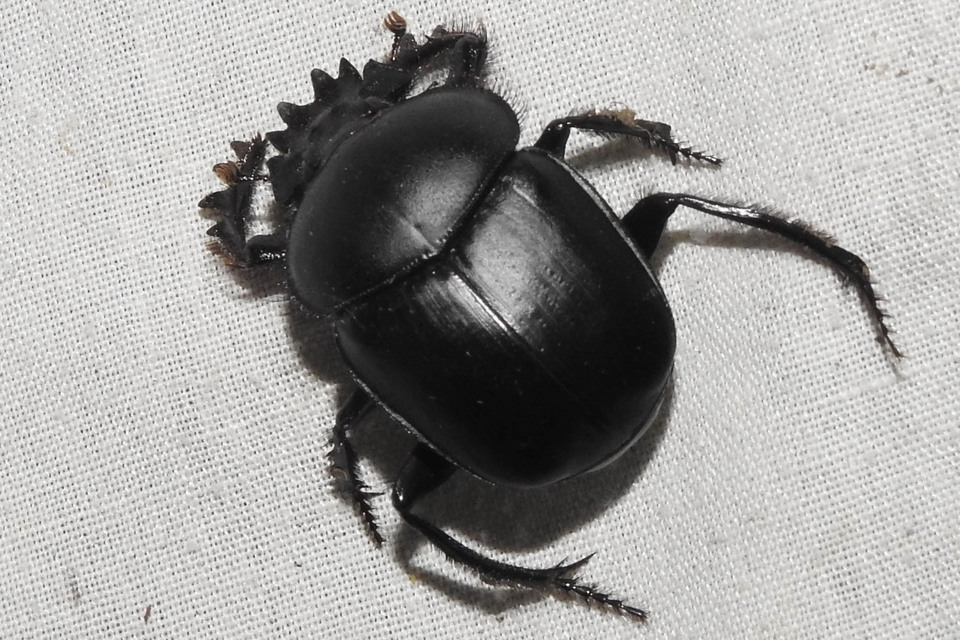 Scarabaeus typhon - óriás-galacsinhajtó