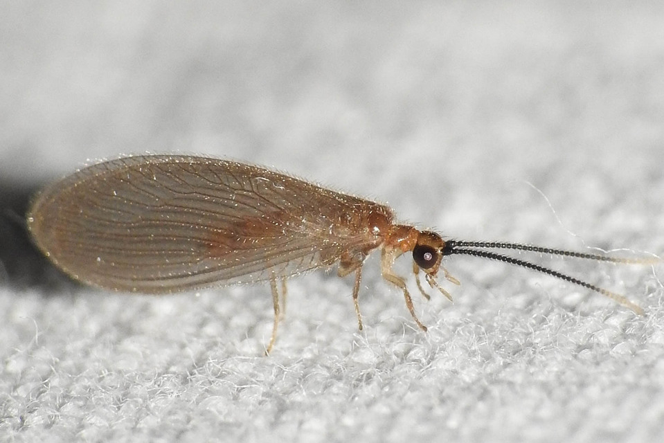 Sisyridae - szivacslegyek
